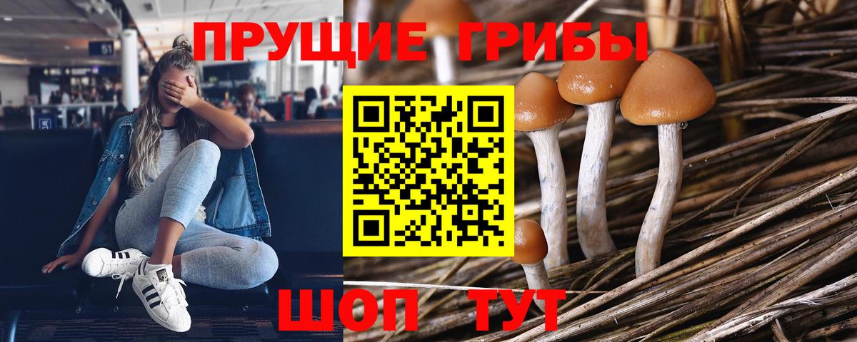 Псилоцибиновые грибы Cubensis  Вход с VPN  Вичуга 